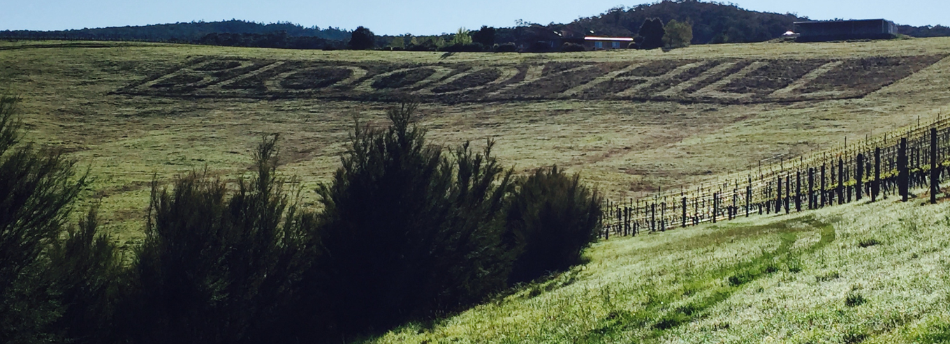 Mayer vineyard